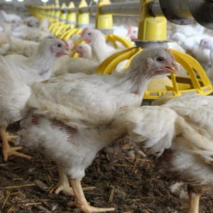 Hammadde içeriğindeki değişkenlikler, Broyler Entegrasyonları’na yılda 19 Milyon Dolar kaybettirebilir