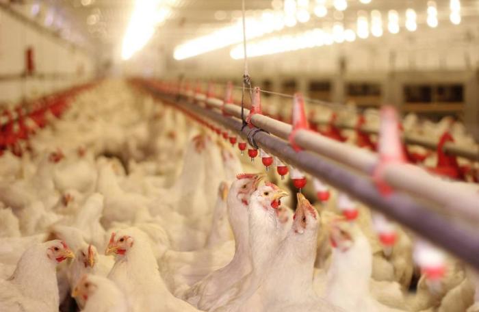 Kanatlı Hastalıklarından Korunmanın Anahtarı – Biyogüvenlik ve Kuralları