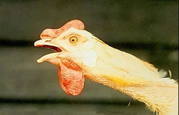 ilt - infeksiyöz laryngotracheitis