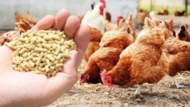 Yumurta Borsası – Yurtiçi ve İhracat Fiyatları