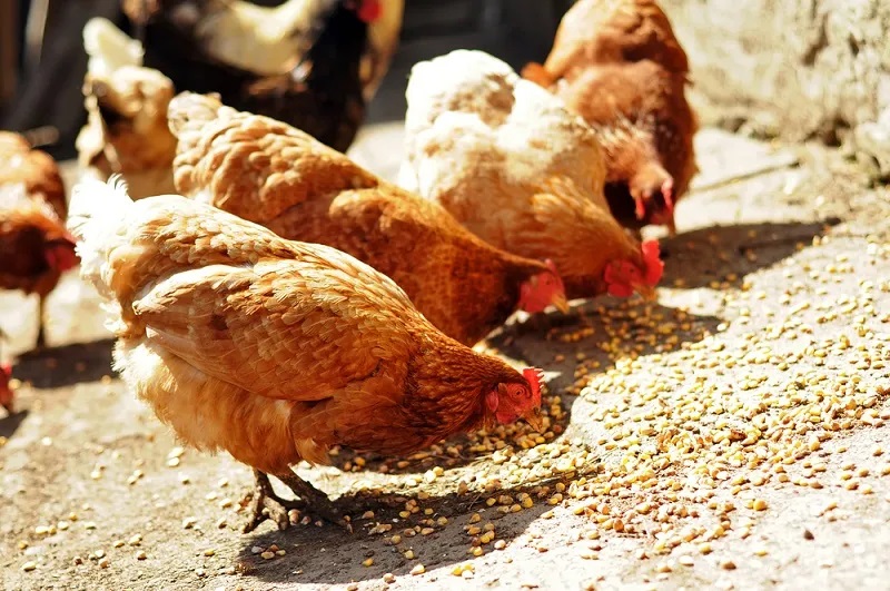 Yazı dizisi 4. Bölüm; Pazardaki Değişkenlik, Tüketici talep ve tercihleri