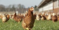 Kanatlılarda bağırsak sağlığını yönetmek için 3 ipucu