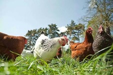 Serbest gezen ve Organik yetiştirilen tavuklarda görülen önemli sağlık sorunları