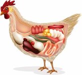 Campylobacter Enfeksiyonuna dirençli tavuklar yetiştirmek