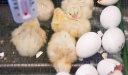 Tavuk embriyoları ve civcivlerde metabolizma ve karaciğer fonksiyonları üzerine yeni araştırmalar