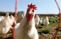 Kümes hayvanlarında enfeksiyon yeteneğine sahip yeni bir Salmonella enteritidis alt türü tespit edildi