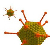 Kanatlılarda Adenovirus Enfeksiyonları