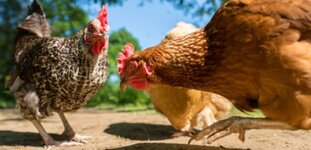 Tüketicilerin Hayvan Refahı konusundaki eğilimleri