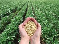 Soya fasulyesi 3 ayın zirvesine yakın seyrediyor, buğday yükseliyor 