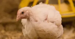 Avrupa Birliği, Avian Influenza Aşısı kullanım kararını verdi