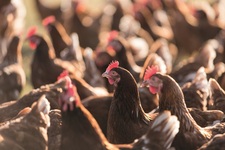 Hollanda’da Avian Influenza aşı denemeleri başladı