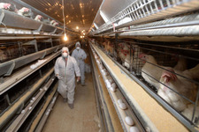 2022 ABD Avian Influenza Salgını Analizi