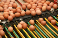 Kanatlı rasyonlarında Fosfor: Ne kadar düşürebiliriz?