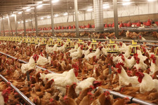 Rasyondaki mineral kaynağı broyler büyümesini ve kemik gelişimini etkiler