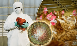 Avian Influenza: Tarif edilemez hasarlar, açıklanamayan sonuçlar.