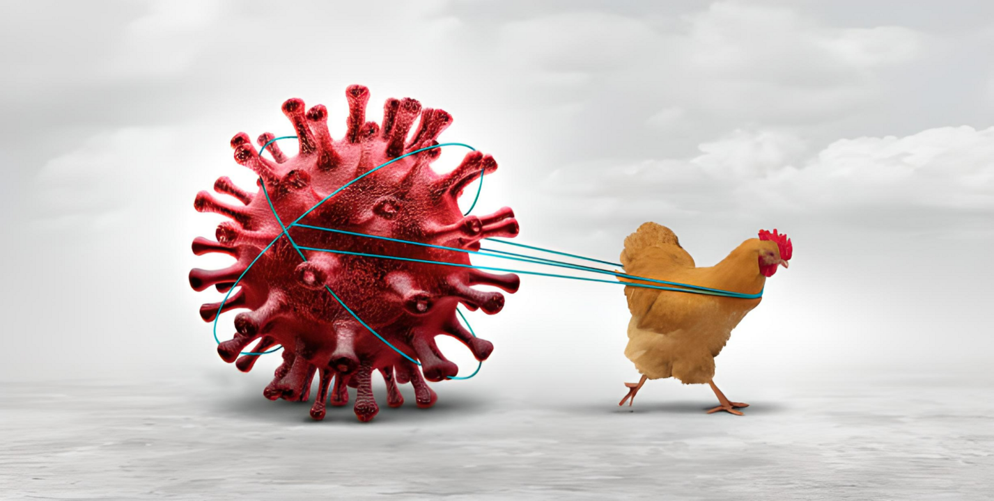 Avian Influenza – İki Yeni Aşı Umut Veriyor