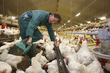 Salmonella Enfeksiyonu Kontrolü İçin Alternatif Stratejiler