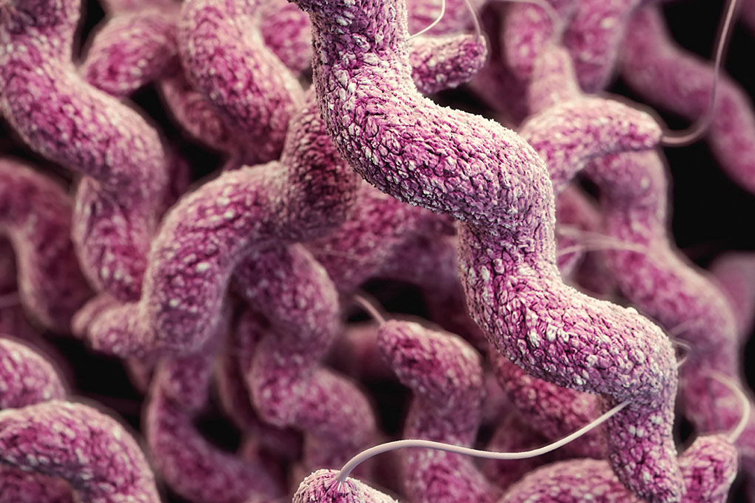 Campylobacter jejuni Turkish Poultry Net