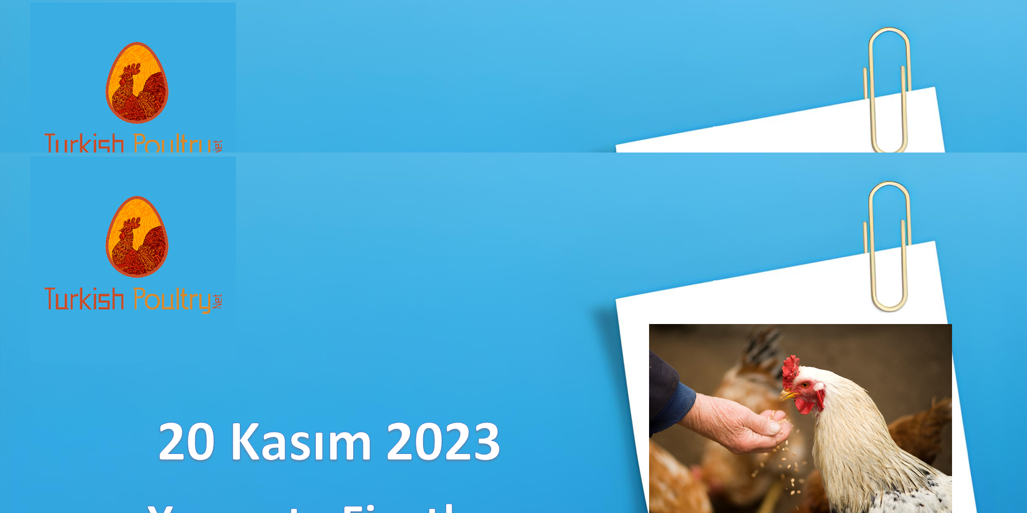 Yumurta Fiyatları – 20 Kasım 2023