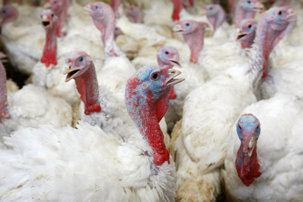 Avian Metapnömovirüs Kuzey Amerika’da Yayılıyor