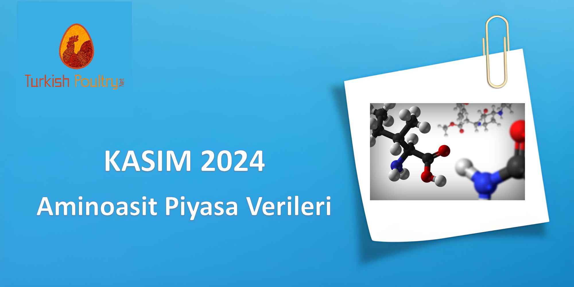 AMİNOASİT PİYASA VERİLERİ – ARALIK 2024