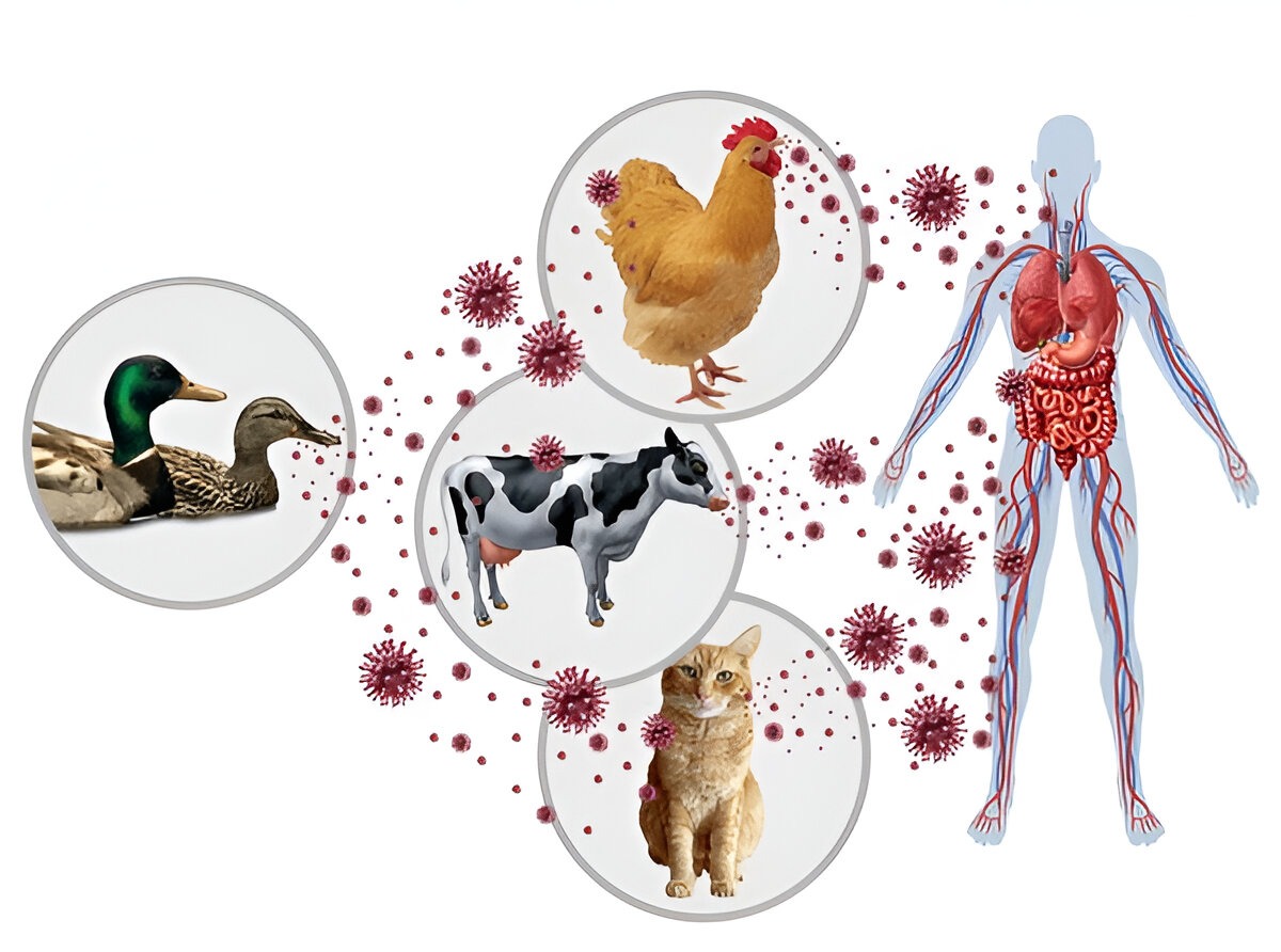 Kuş gribi mutasyona uğruyor, antiviral ilaçlar etkili oluyor