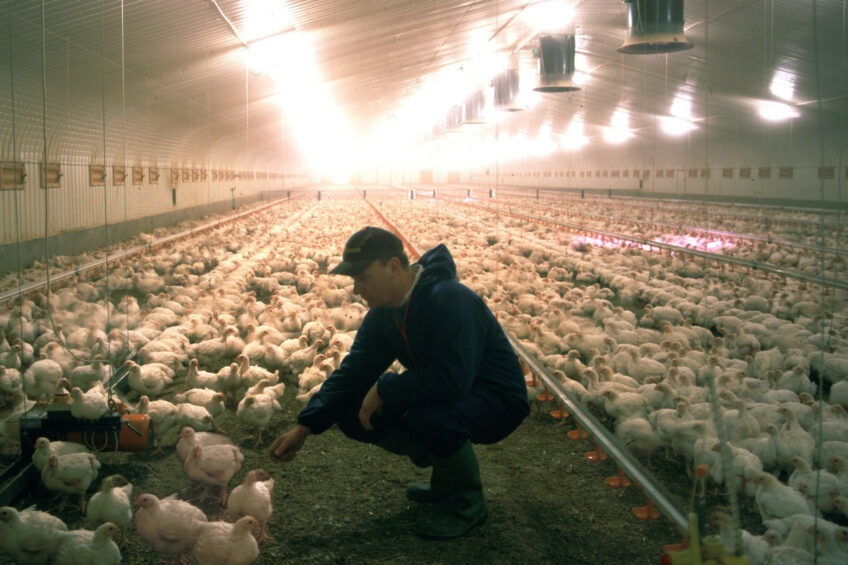 Temiz yem, kümes hayvanlarının beslenmesini, bağırsak sağlığını ve performansını artırır
